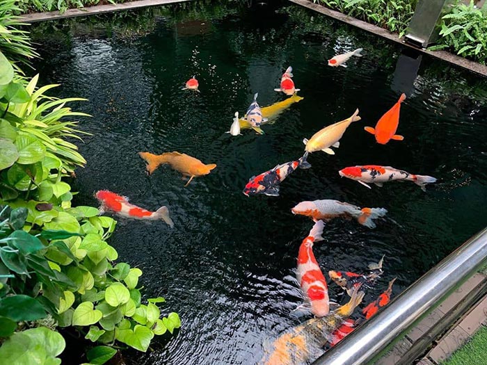bể cá ngoài trời